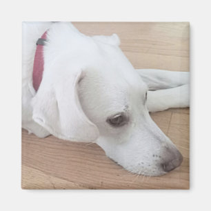 Kute White dog Wearing Red Collar Kerstmis Magneet