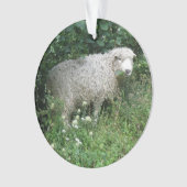 Kute White Fluffy Sheep Eating AcrylOrnament Ornament (voorkant)