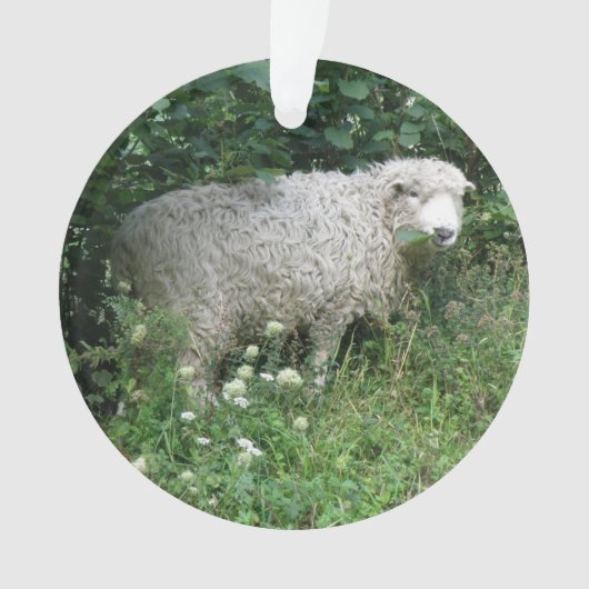 Kute White Fluffy Sheep Eating AcrylOrnament Ornament (voorkant)