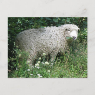 Kute White Fluffy Sheep Eating Briefkaart