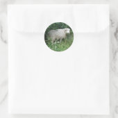 Kute White Fluffy Sheep Eating Sticker (Tas)