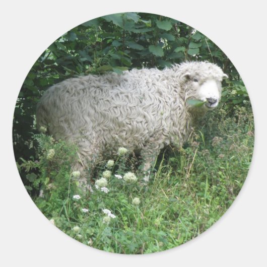 Kute White Fluffy Sheep Eating Sticker (Voorkant)