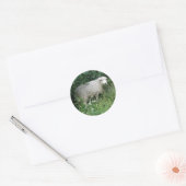 Kute White Fluffy Sheep Eating Sticker (Envelop)