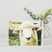 Kute White Fluffy Sheep Kaart (Staand voorkant)