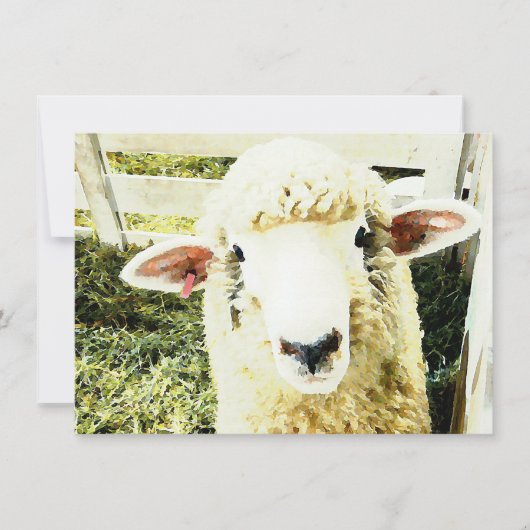 Kute White Fluffy Sheep Kaart (Voorkant)