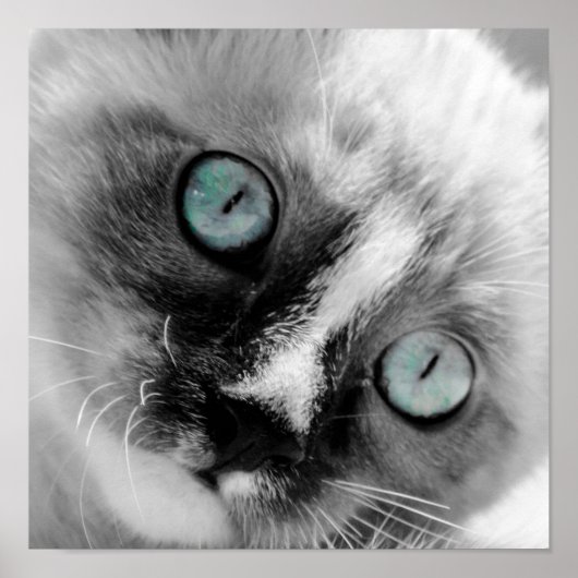 Kute White Kitten met blauwe ogen Poster (Voorkant)