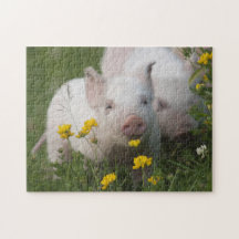 Kute White Piglets in Yellow Flowers - Baby Animal