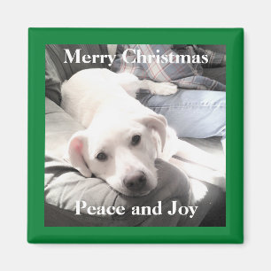 Kute White Puppy Dog met papa op Couch Green Magneet