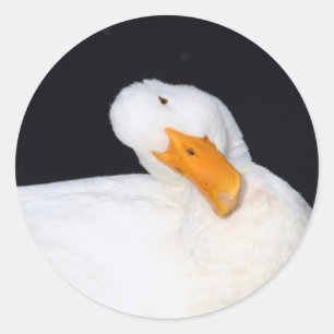 Kute, Witte Duck Stickers