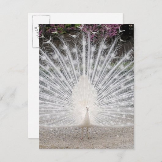 Kute  witte vrek dansende partij uitnodiging briefkaart (Voorkant / Achterkant)