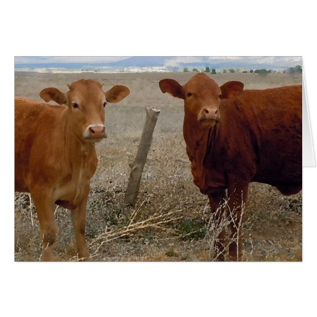 Kute Young Couple - Red Cows Heifer Horns - Blank (Voorkant Horizontaal)