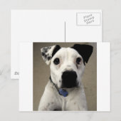 Kute zwarte en White Pit Bull Terrier Briefkaart (Voorkant / Achterkant)