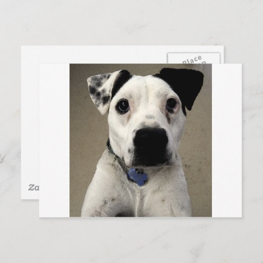 Kute zwarte en White Pit Bull Terrier Briefkaart (Voorkant / Achterkant)