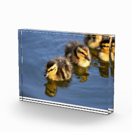 Kute zwemblazen fotoblokken