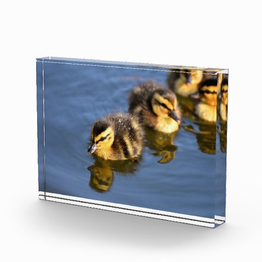 Kute zwemblazen fotoblokken (Rechts)