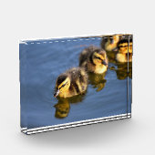 Kute zwemblazen fotoblokken (Links)