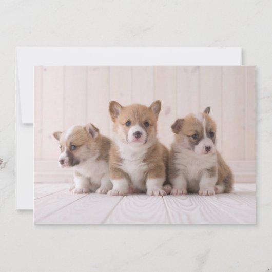 Kutest Baby Animals | 3 Baby Corgis Bedankkaart (Voorkant)