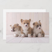 Kutest Baby Animals | 3 Baby Corgis Bedankkaart (Voorkant / Achterkant)