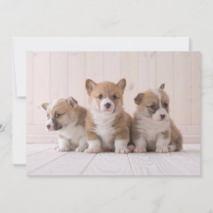 Kutest Baby Animals   3 Baby Corgis Bedankkaart