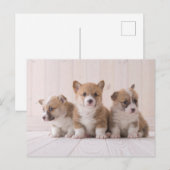 Kutest Baby Animals | 3 Baby Corgis Briefkaart (Voorkant / Achterkant)