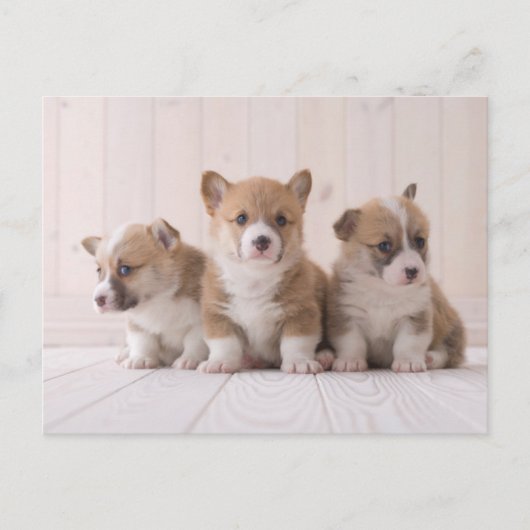 Kutest Baby Animals | 3 Baby Corgis Briefkaart (Voorkant)