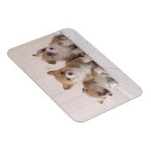 Kutest Baby Animals | 3 Baby Corgis Magneet (Rechterzijde)