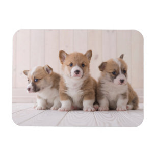 Kutest Baby Animals   3 Baby Corgis Magneet