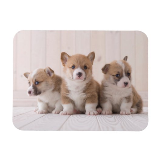 Kutest Baby Animals | 3 Baby Corgis Magneet (Horizontaal)