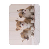 Kutest Baby Animals | 3 Baby Corgis Magneet (Verticaal)