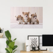 Kutest Baby Animals | 3 Baby Corgis Poster (Thuiskantoor)