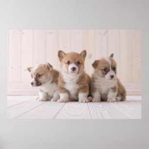 Kutest Baby Animals 3 Baby Corgis Poster