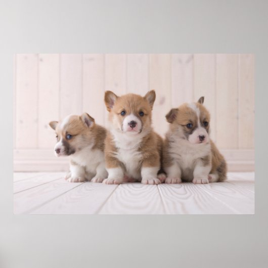 Kutest Baby Animals | 3 Baby Corgis Poster (Voorkant)