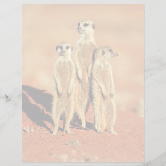 Kutest Baby Animals | 3 Meerkat (Voorkant)