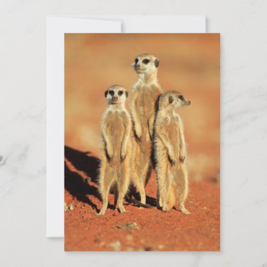 Kutest Baby Animals | 3 Meerkat Bedankkaart (Voorkant)