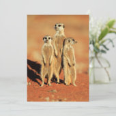 Kutest Baby Animals | 3 Meerkat Bedankkaart (Staand voorkant)