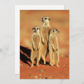Kutest Baby Animals | 3 Meerkat Bedankkaart (Voorkant / Achterkant)