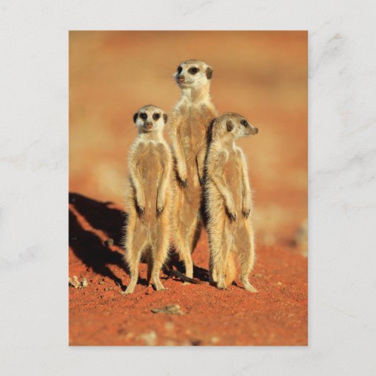 Kutest Baby Animals | 3 Meerkat Briefkaart (Voorkant)