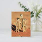 Kutest Baby Animals | 3 Meerkat Briefkaart (Staand voorkant)