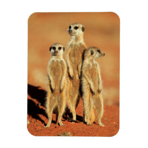 Kutest Baby Animals   3 Meerkat Magneet