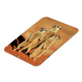 Kutest Baby Animals | 3 Meerkat Magneet (Linkerzijde)