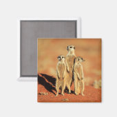 Kutest Baby Animals | 3 Meerkat Magneet (Voorkant / Achterkant)