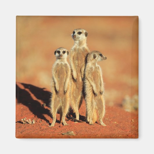 Kutest Baby Animals | 3 Meerkat Magneet (Voorkant)