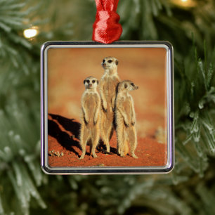 Kutest Baby Animals   3 Meerkat Metalen Ornament