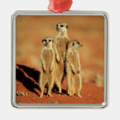 Kutest Baby Animals | 3 Meerkat Metalen Ornament (Voorkant)