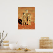Kutest Baby Animals | 3 Meerkat Poster (Keuken)