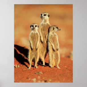 Kutest Baby Animals   3 Meerkat Poster