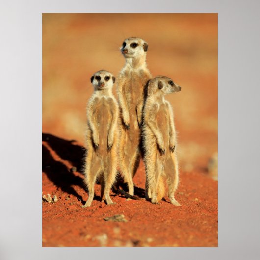 Kutest Baby Animals | 3 Meerkat Poster (Voorkant)