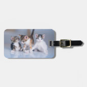 Kutest Baby Animals | 3 Tabby Kittens Bagagelabel (Voorkant horizontaal)
