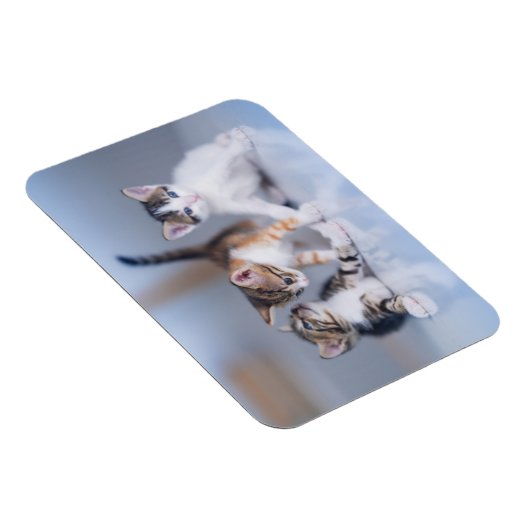 Kutest Baby Animals | 3 Tabby Kittens Magneet (Rechterzijde)