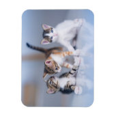 Kutest Baby Animals | 3 Tabby Kittens Magneet (Verticaal)